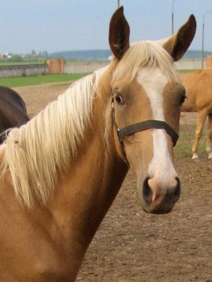 Image after cropping